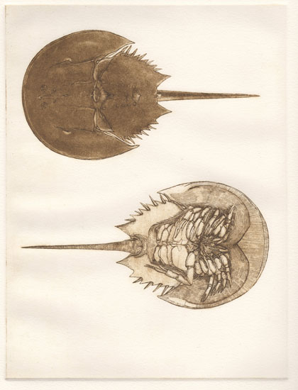 Limulus polyphemus Horseshoe Crab