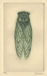 Cicada on cream paper