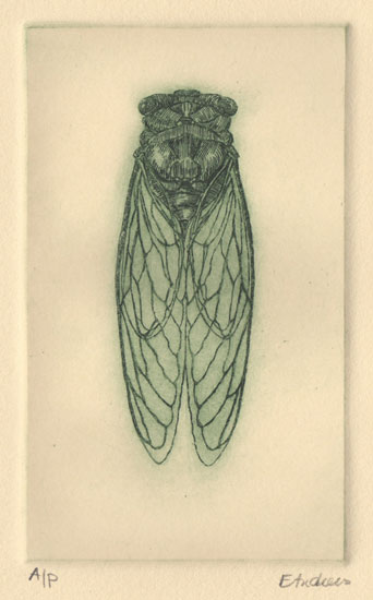 Cicada