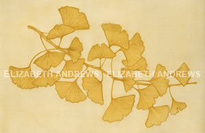 Summer Ginkgo