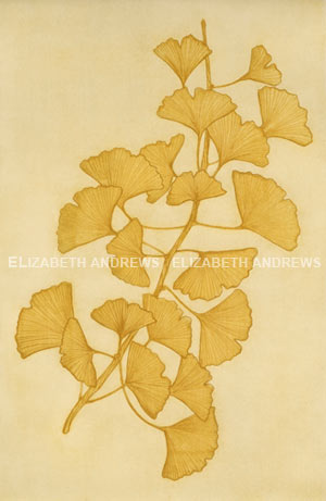 Fall Ginkgo